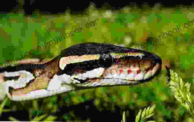 A Ball Python In Its Habitat Ball Pythons As Pets ( Owners Care Guide For Beginners): Complete Owners Care Guide On Ball Python Habitats Diet Breeding Behaviour Care Health Cost Facts And Lot More