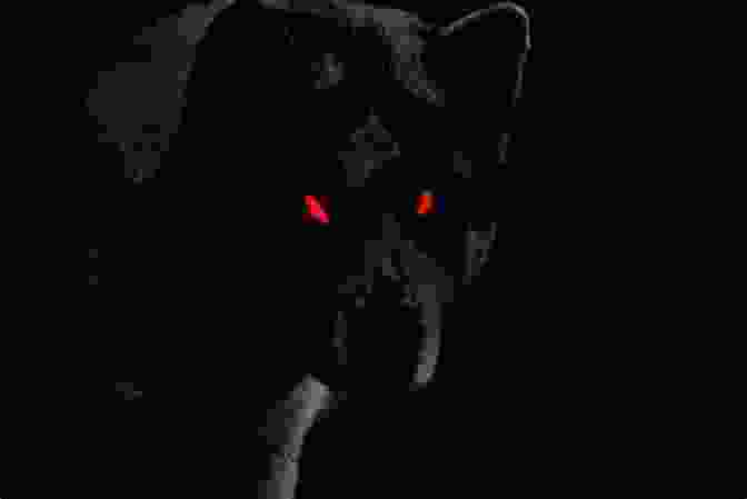A Black Dog With Glowing Red Eyes Stands In The Shadows, Its Form Shrouded In Darkness. Spooky Creatures From El Salvador And Latin America