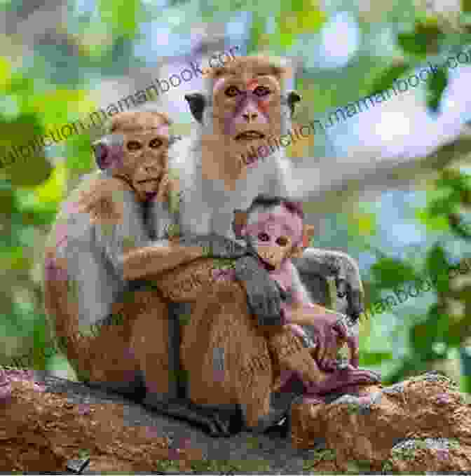 A Family Of Monkeys Playing In The Trees On The Isle Of The Dead Eye Of Cat Isle Of The Dead Eye Of Cat