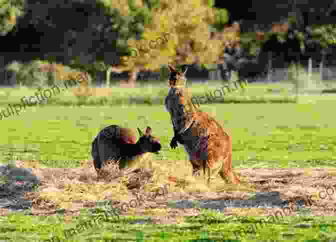 A Group Of Kangaroos Grazing Peacefully In A Meadow On Kangaroo Island, Surrounded By Lush Greenery And Wildflowers. Kangaroo Island Nancy Urzo