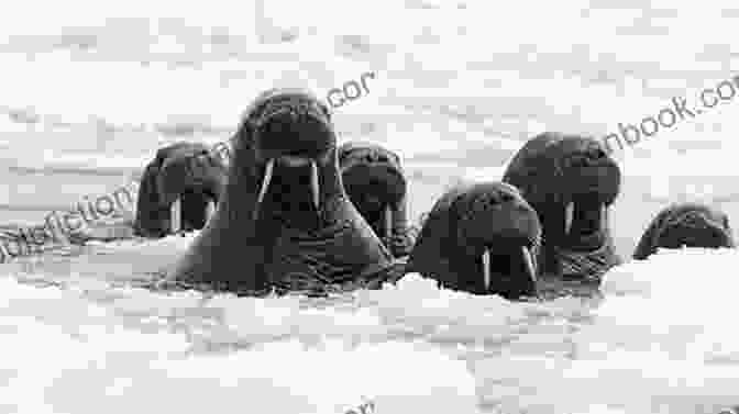 A Group Of Walruses Rest On A Dwindling Ice Floe, Highlighting The Impact Of Climate Change Whispers Of A Walrus Alison Sanchez