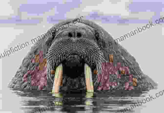 A Walrus Emerges From The Icy Waters After Successfully Catching A Prey Whispers Of A Walrus Alison Sanchez