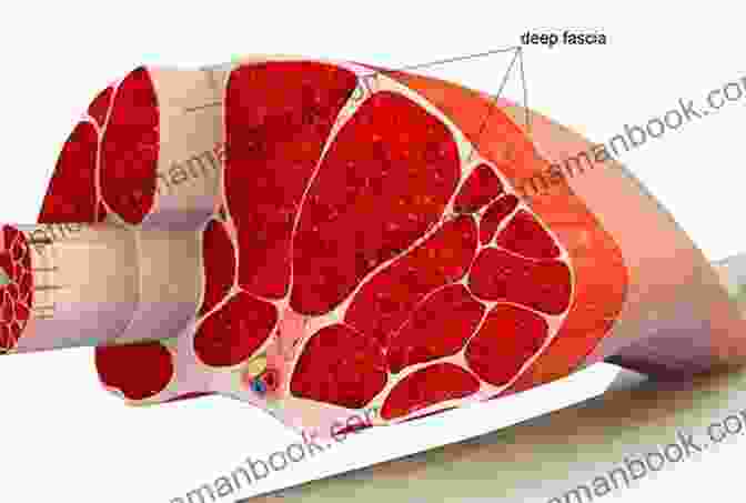 Anatomy Of The Muscular Fascia Atlas Of Physiology Of The Muscular Fascia