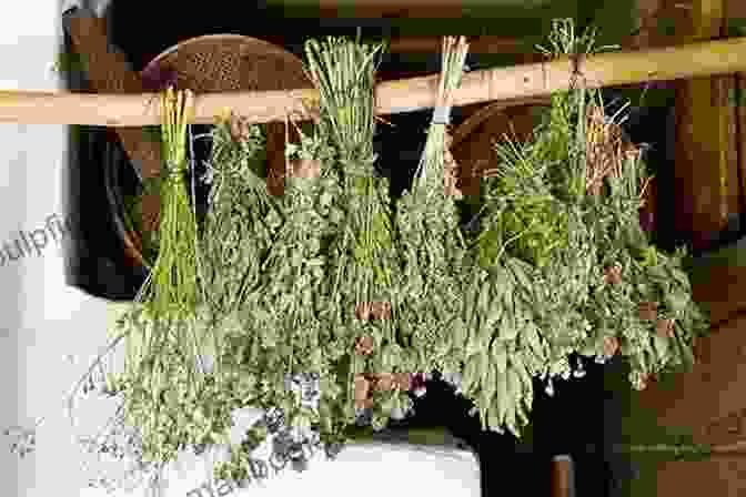 Bundles Of Herbs Hanging Upside Down For Air Drying How To Dry Herbs?: Easy And Effective Guide To Dry Herbs At Home (How To Dry Herbs At Home How To Dry Foods)