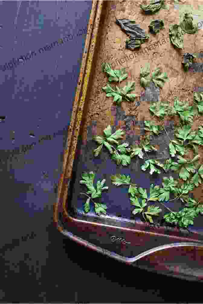 Herbs Spread On A Baking Sheet In The Oven How To Dry Herbs?: Easy And Effective Guide To Dry Herbs At Home (How To Dry Herbs At Home How To Dry Foods)
