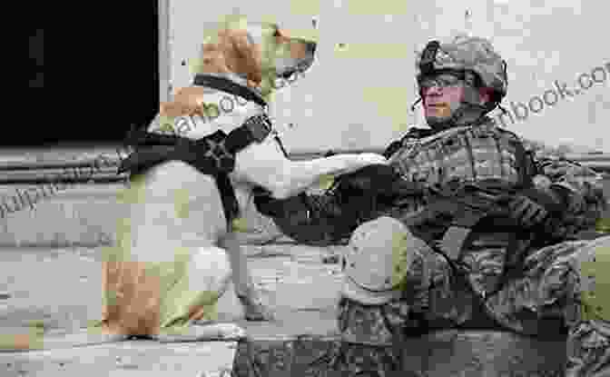 Roxy, A Golden Retriever Who Served In The Iraq War Unlikely Friendships Dogs: 37 Stories Of Canine Companionship And Courage