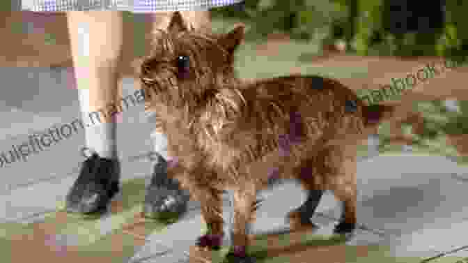 Toto, A Cairn Terrier Who Starred In The Movie Unlikely Friendships Dogs: 37 Stories Of Canine Companionship And Courage